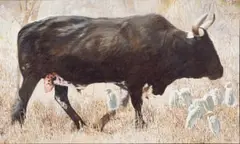 Leigh Voigt, Nguni Bull, oil on canvas