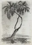 William Kentridge, Palm Trees, charcoal on found paper