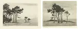 Nita Spilhaus, Pine Trees, two, etching on paper