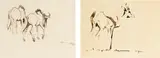 Zakkie Eloff, Twee Wilde Beeste (Two Wildebeest); Springbok, two