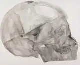 Joni Brenner, Skull, ink on canvas