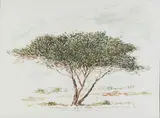 Landscape with Tree by Esias Bosch, watercolour on paper, sold Feb 2023