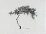 Esias Bosch, Acacia, ink on paper