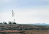 Peter Bonney, Karoo Sisal, oil on board