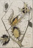 Cecily Sash, Seed Pods