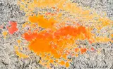 Gordon Vorster, Zebras in Orange Landscape, watercolour on paper laid down on board