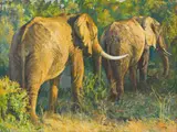 Zakkie Eloff, Two Elephants in the Kruger Park