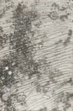 Richard Penn, Field, etching on paper