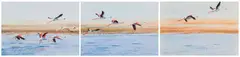 Dylan Lewis, Flamingos in Flight, three, watercolour on paper