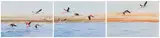 Dylan Lewis, Flamingos in Flight, three