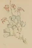 Cotyledon Orbiculata (Pig's Ear) by Gregoire Boonzaier, watercolour on paper, sold Oct 2022
