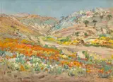 Hugo Naude, Wild Flowers, Namaqualand