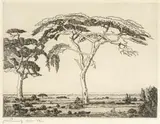 Jacobus Hendrik Pierneef, Doringbome in die Veld (Camelthorn in the Bush), etching on paper