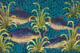 Bela Sara, School of Fish, oil on card