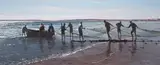 Paddy Starling, Bringing in the Nets, Paternoster, oil on canvas
