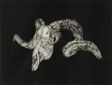 Bevan de Wet, Study 15 (Suspended Skull), 2014, etching on paper