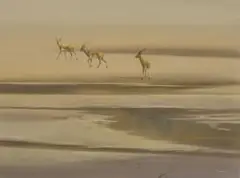 Kim Donaldson, Three Impala, pastel on paper