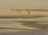 Kim Donaldson, Three Impala, pastel on paper