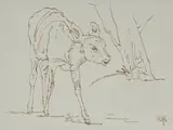 Zakkie Eloff, Baby Buck I
