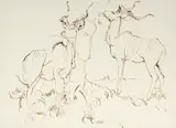 Zakkie Eloff, Kudu