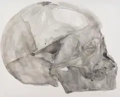 Joni Brenner, Skull, ink on canvas