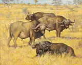 Zakkie Eloff, Buffalos