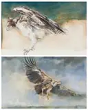 Vic Guhrs, Vulture, Eagle, two, mixed media on paper