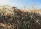 Scott Bredin, Hilton College Estate – uMngeni Valley Bushveld, oil on canvas