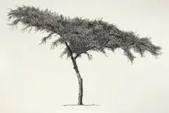 Esias Bosch, Tree, pen on gesso
