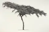 Esias Bosch, Tree
