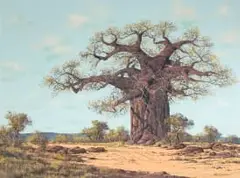 Francois Badenhorst, Baobab, oil on board