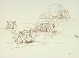 Zakkie Eloff, Hippo