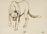 Zakkie Eloff, Cheetah I
