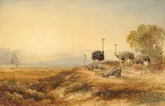 Charles Rolando, Ostriches, Karoo, watercolour on paper laid down on backing board