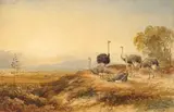 Charles Rolando, Ostriches, Karoo, watercolour on paper laid down on backing board