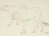 Zakkie Eloff, Cheetah II