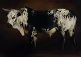 Jaco van Schalkwyk, Inguni Emnyama, oil on canvas