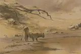 Kim Donaldson, Lioness, pastel on paper