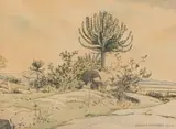 Erich Mayer, Cactus