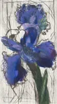 William Kentridge, Dutch Iris, etching and aquatint, 3 plates and 14 colours