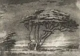 Jacobus Hendrik Pierneef, Study of a Tree, etching on paper