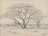 Jacobus Hendrik Pierneef, Thorn Trees, S.W.A., pencil on paper