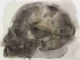 Joni Brenner, Skull Series (III), watercolour on paper