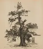 Nita Spilhaus, Tree with Cape Dutch House, etching on paper
