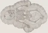 Walter Oltmann, Infant, lithograph