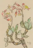 Gregoire Boonzaier, Plakkies (Pig's Ears, Cotyledon sp.)