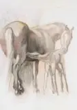 Nichola Alice Leigh, Mare and Foal II, pencil, charcoal and pastel on paper