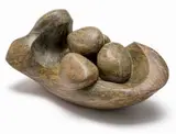 Henry Davies, Seed Pod, carved soapstone