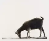 Sam Nhlengethwa, Grazing I, etching on paper