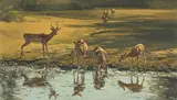Dino Paravano, Impala Drinking at the Waters Edge
